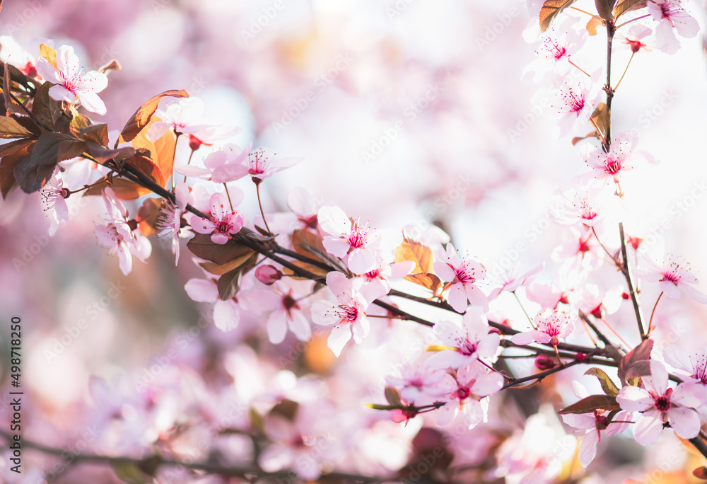 Blooming trees in the spring garden. Pink plum flowers.Spring awakening of the garden. Selective focus. Blooming trees in the spring garden. Pink plum flowers.Spring awakening of the garden. Selective focus.