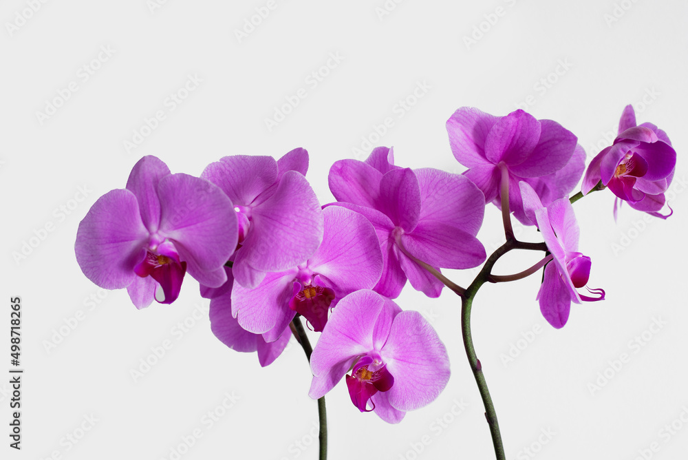 Purple orchid on a white background. Isolated image of a flower. Purple orchid on a white background. Isolated image of a flower.