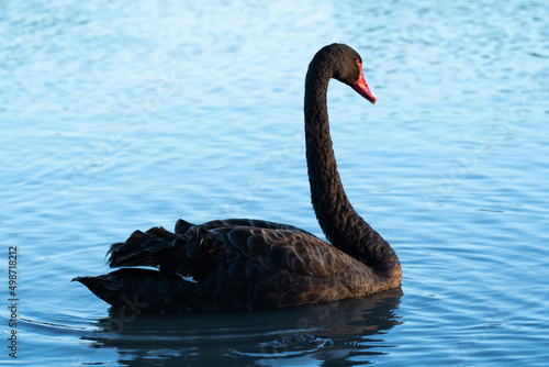 Fototapeta Naklejka Na Ścianę i Meble -  Black Swan floating in lake