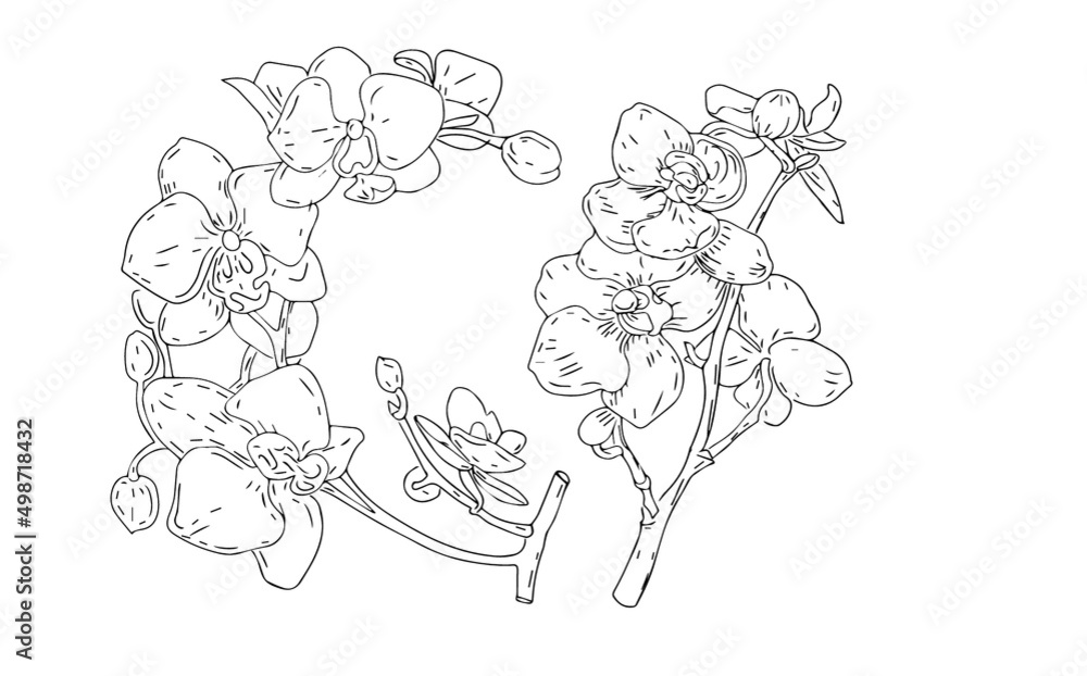 
Orchids flowers exotic flowering plants indoor graphic illustration hand drawn set on a white background separately coloring for children