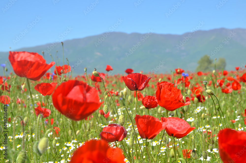 Naklejka premium Red poppies blooming in the field in spring. Poppy flower in nature.