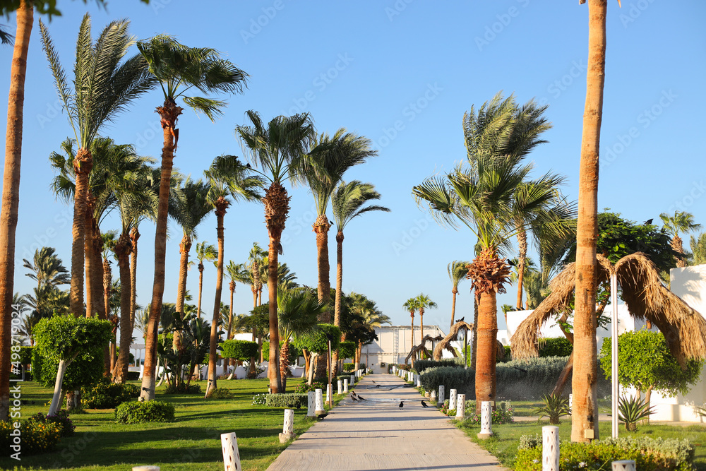 Fototapeta premium Palm trees near the hotel