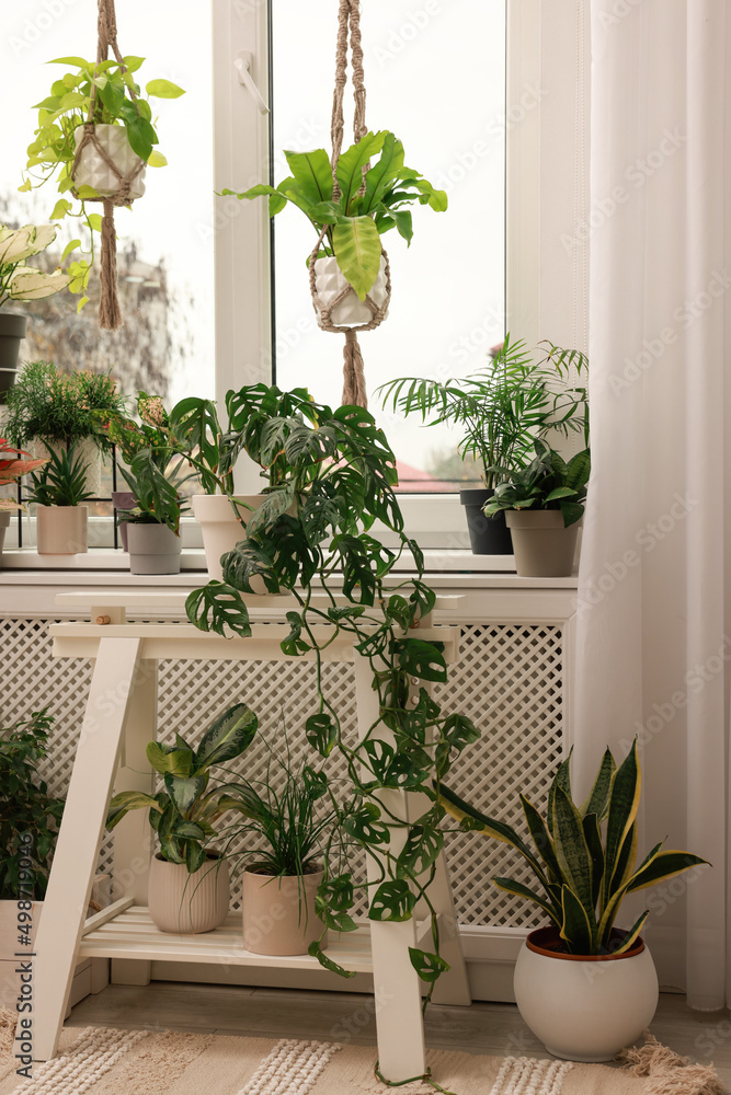 Cozy room interior with different beautiful houseplants near window Cozy room interior with different beautiful houseplants near window