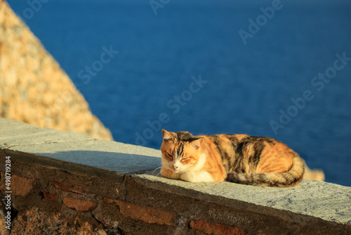 Cute three colours white red brown cat is laying on the cement parapet and enjoying basking in the sun against ancient stone fortress wall and bright blue Aegean sea, Monemvasia, Greece. photo