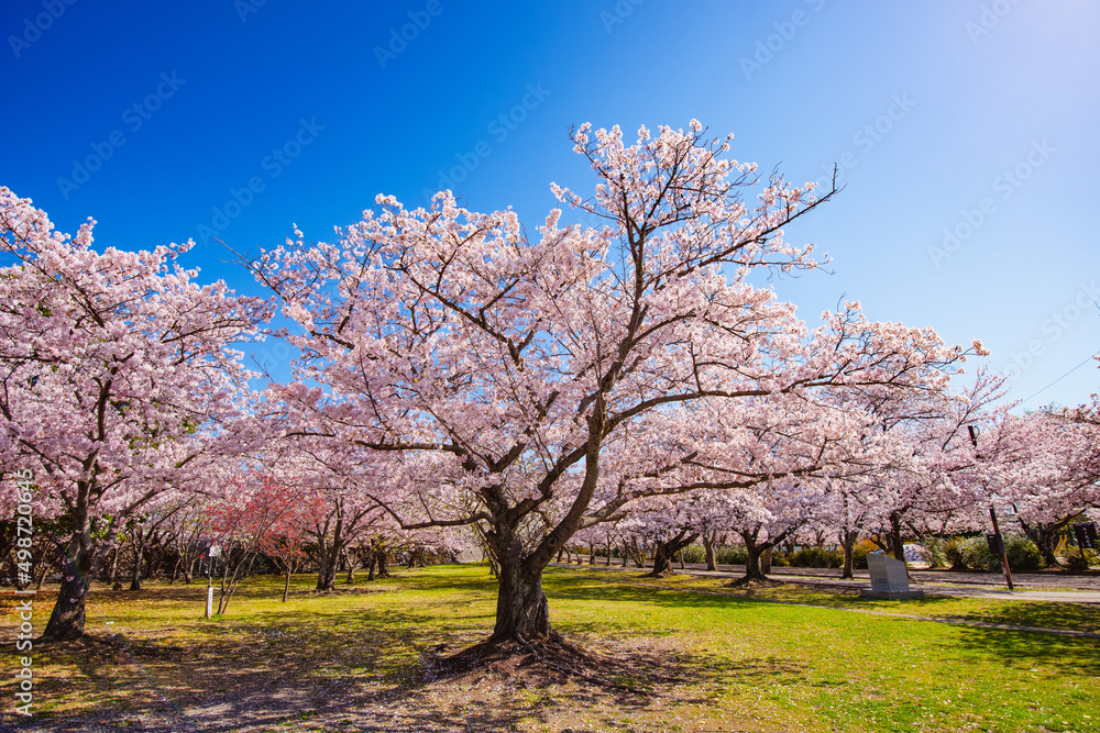 中津城公園の桜