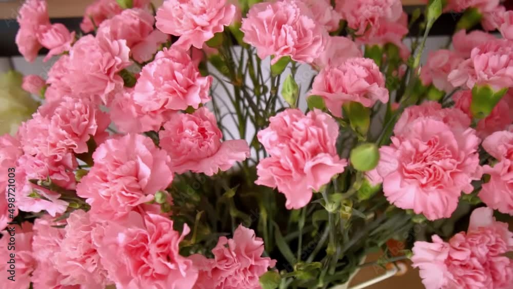 Close-up of a large number of pink carnations in a tin vase with handles on a neutral background. Vertical video. Flowers rotate around their axis on a turntable. The podium of the flower shop. Close-up of a large number of pink carnations in a tin vase with handles on a neutral background. Vertical video. Flowers rotate around their axis on a turntable. The podium of the flower shop.