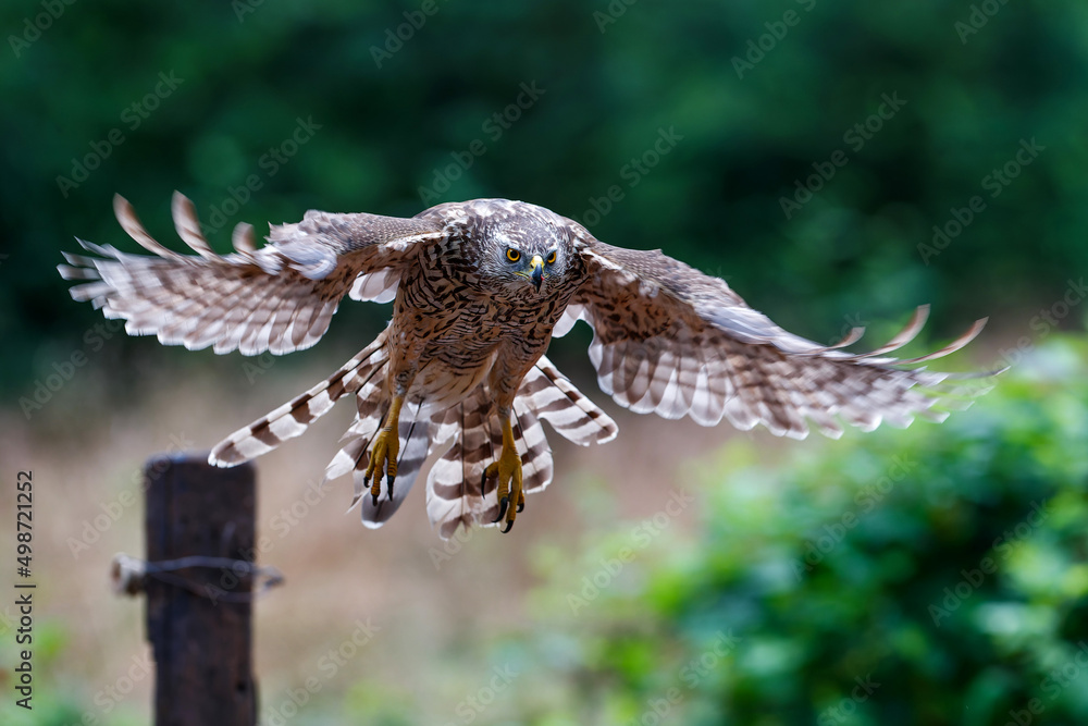 Fototapeta premium Northern goshawk (accipiter gentilis) searching for food and flying in the forest of Noord Brabant in the Netherlands