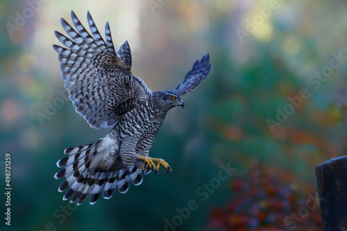 Northern goshawk (accipiter gentilis) searching for food and flying in the forest of Noord Brabant in the Netherlands