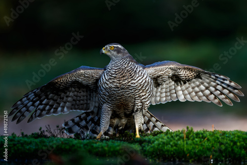 Northern goshawk (accipiter gentilis) searching for food in the forest of Noord Brabant in the Netherlands