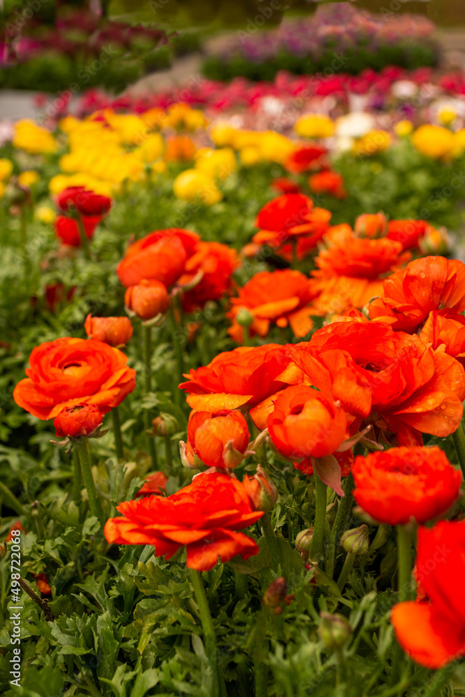 Sale of flowers for landscaping at the flower market in early spring Sale of flowers for landscaping at the flower market in early spring