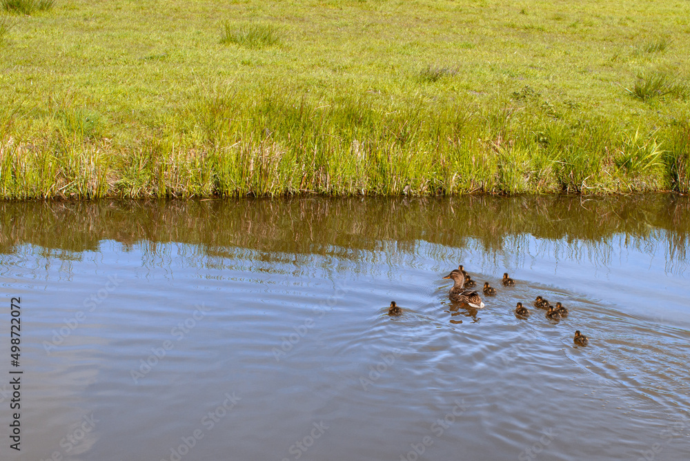 Duck with newborn ducklings swim in the canal in early spring Duck with newborn ducklings swim in the canal in early spring