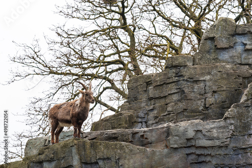 Mountain goat standing on a stone texture building in a zoo