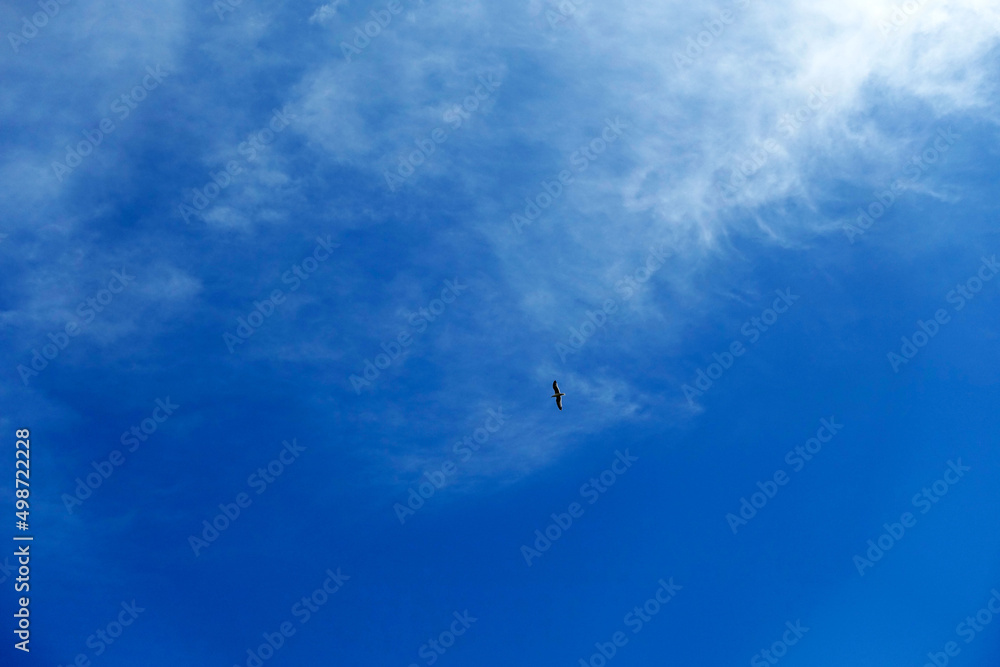 birds flying in the sky and clouds, sky and flying birds scenery, birds flying above the clouds, birds flying in the sky and clouds, sky and flying birds scenery, birds flying above the clouds,