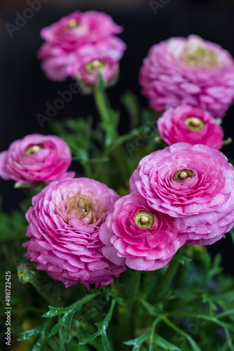 Fototapeta Naklejka Na Ścianę i Meble -  Close up of Ranunculus flower.
Pink ranunculus flowers set. Fresh Bright ranunculus with buds. Soft focus