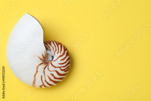 Nautilus shell on yellow background, top view. Space for text