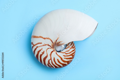 Nautilus shell on light blue background, top view