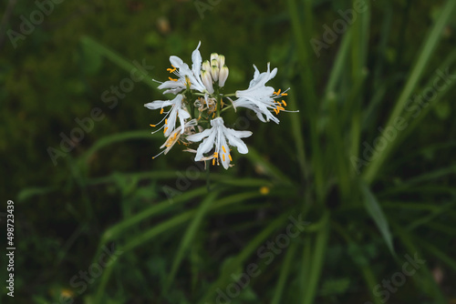 St Bernard's lily white flowers photo