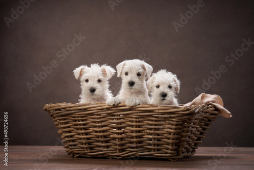 three puppies white schnauzer in a basket on a brown background. Cute dog portrait