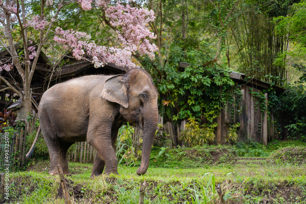 Asian Elephants in a natural forest of Chiang Mai, Northern Thailand standing near the beautiful Cassia Bakeriana or Pink Shower tree blooming in the spring season.