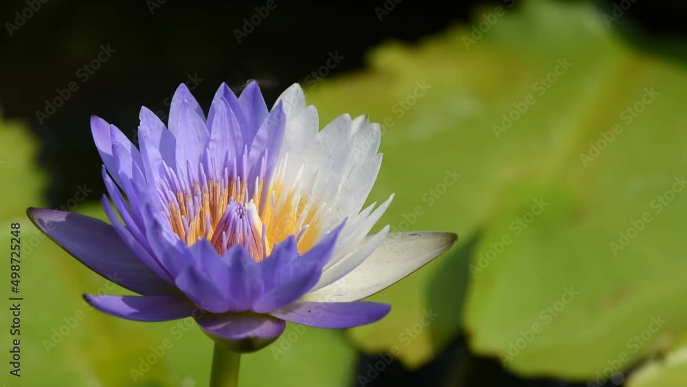 Nymphaea nouchali or water lily lotus flower on nature background. Nymphaea nouchali or water lily lotus flower on nature background.
