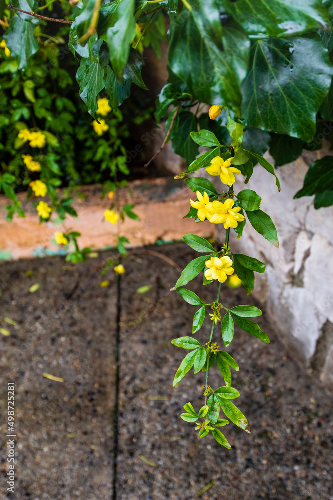 A branch with yellow jasmine flowers Gelsemium sempervirens climbs the bushes