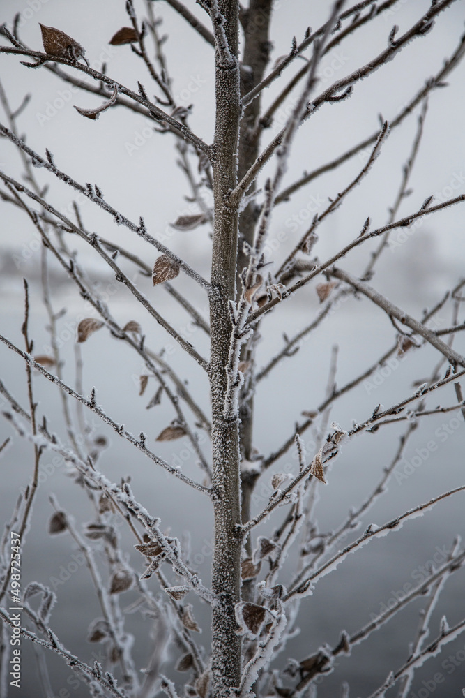 Tree branch with snow in winter in the cold Tree branch with snow in winter in the cold