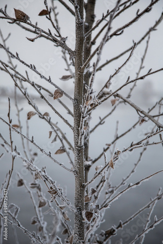 Tree branch with snow in winter in the cold