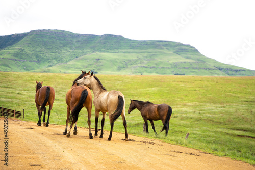 Playful horses in rural farm countryside landscape with lush green meadow and Drakensburg mountains background