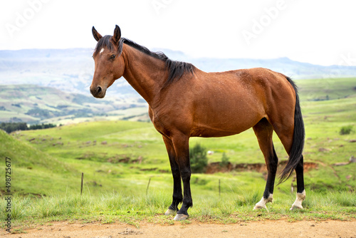 Beautiful chestnut brown horse in Drakensburg countryside with lush green hills and rural farm landscape background