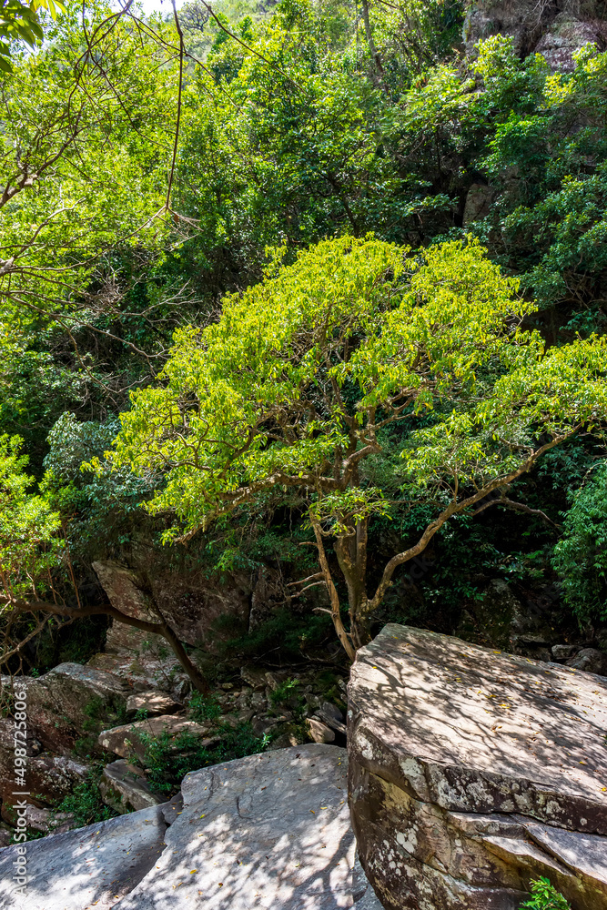 Fototapeta premium Forest vegetation mixing with rocks in the Brazilian Cerrado (savanna) biome region in the Serra do Cipo in the state of Minas Gerais
