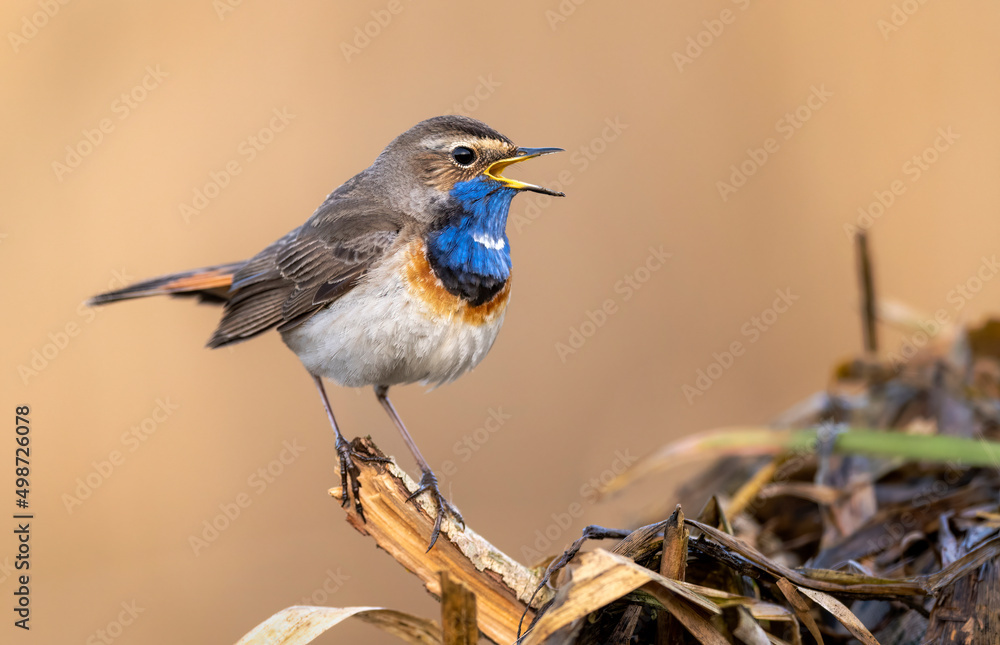 Fototapeta premium Bluethroat bird close up ( Luscinia svecica )