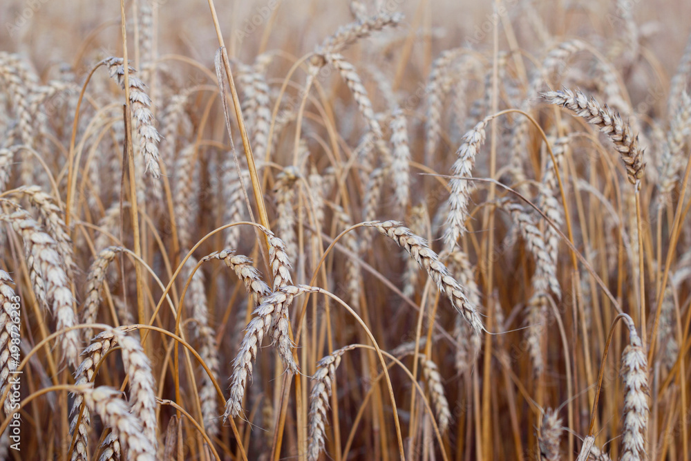 Fototapeta premium field of wheat with natural pattern of ripe ears