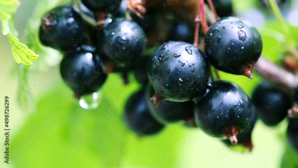 Black currant berries in dew drops on a bush in the summer garden. Black currant berries in dew drops on a bush in the summer garden.