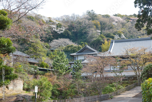 桜の山を背負う鎌倉円覚寺禅堂 photo