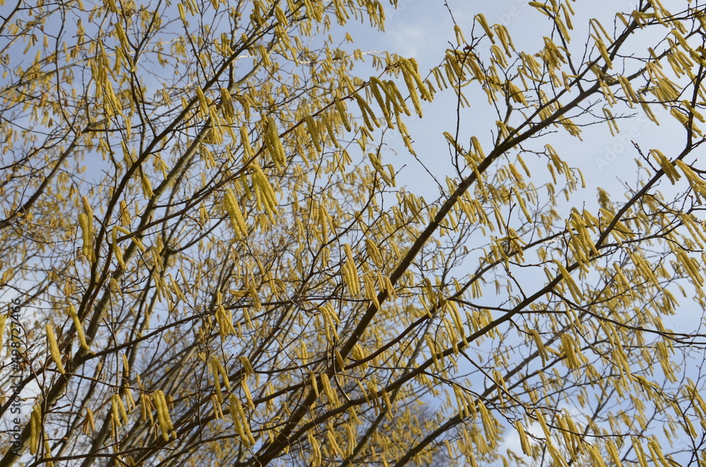 Obraz premium Photo of blooming birch catkins