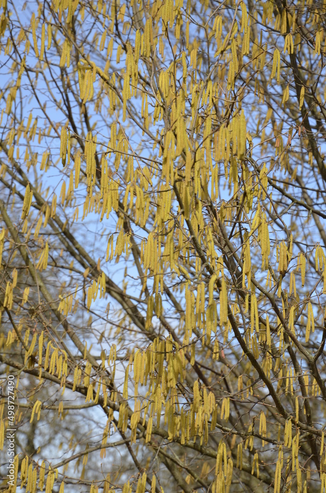 Photo of blooming birch catkins Photo of blooming birch catkins