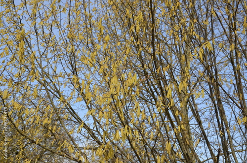 Photo of blooming birch catkins