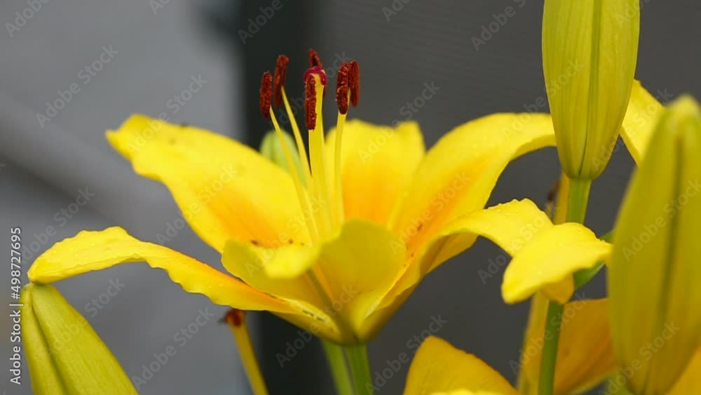Close up on Yellow lily in summer garden .Close up. Close up on Yellow lily in summer garden .Close up.