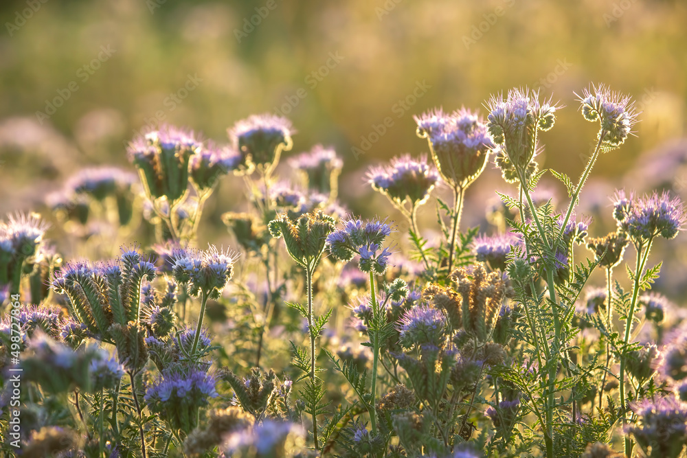 Colorful wildflowers in backlit evening sunlight. The nature of floral botany
