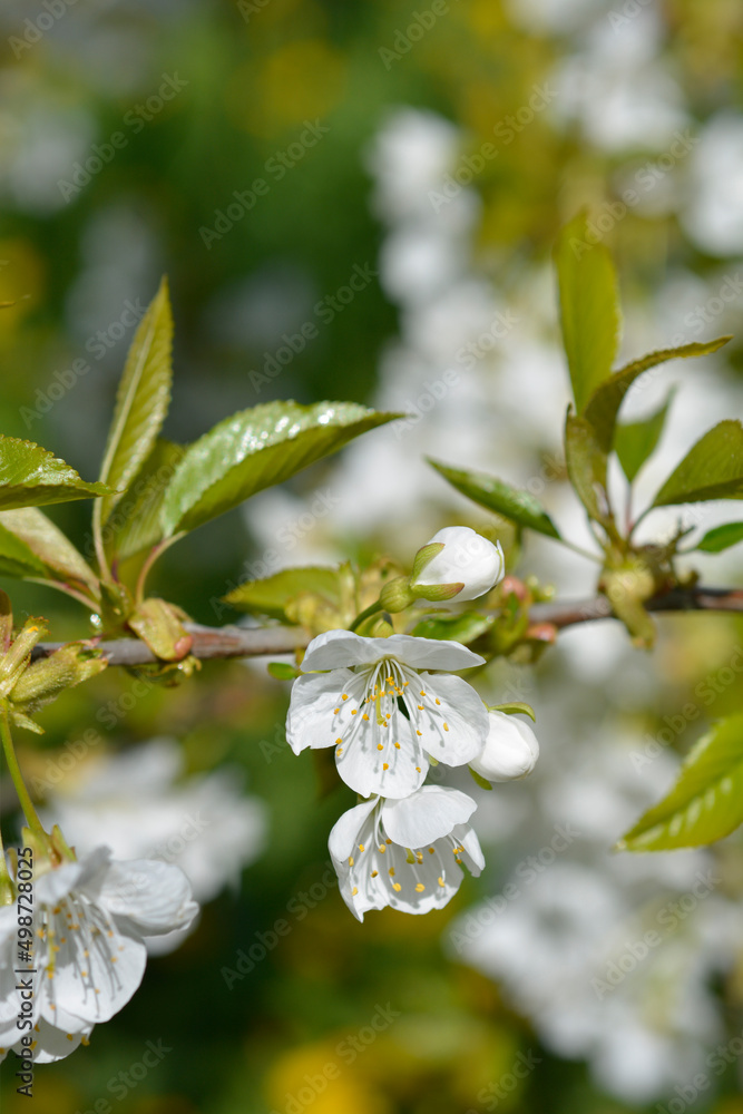 Naklejka premium Sweet cherry