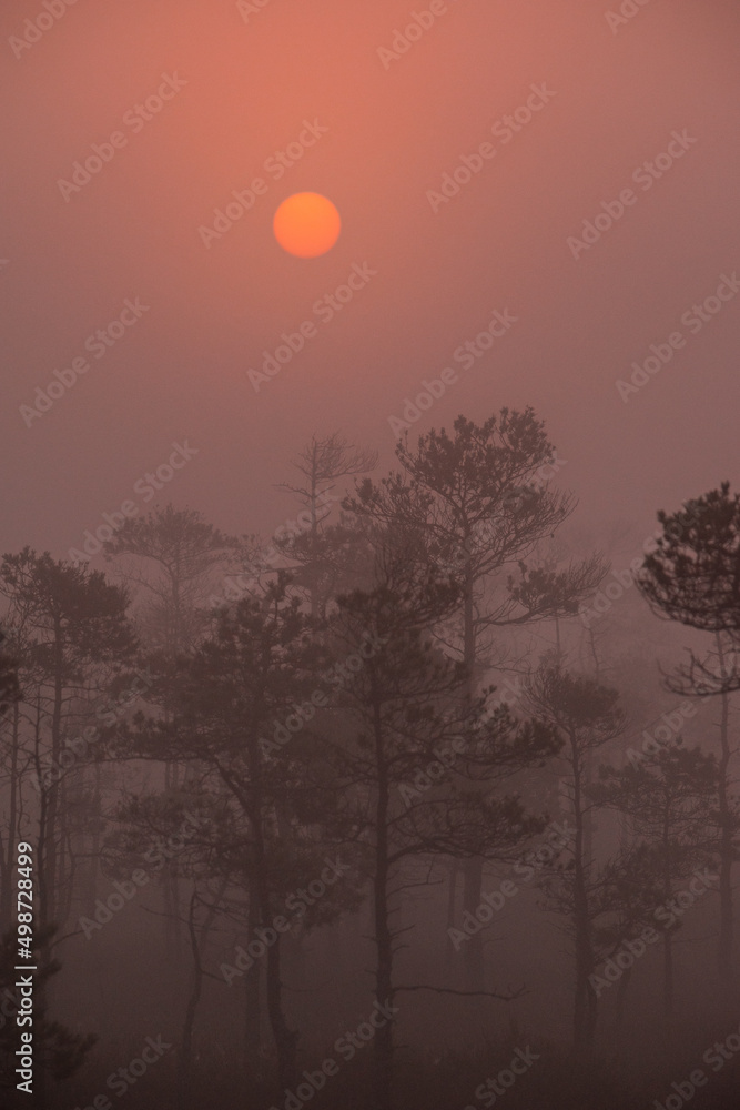 Fototapeta premium Beautiful sunrise with a red sun coming up through the fog in the Great Kemeri Bog, near Jurmala, Latvia