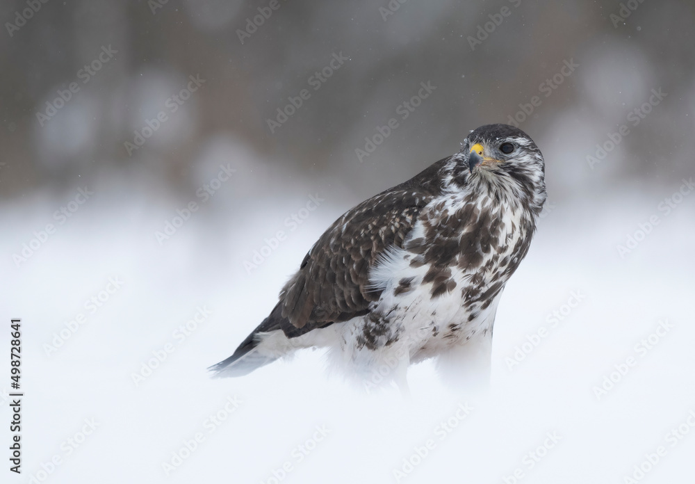 Common buzzard bird ( Buteo buteo ) Common buzzard bird ( Buteo buteo )