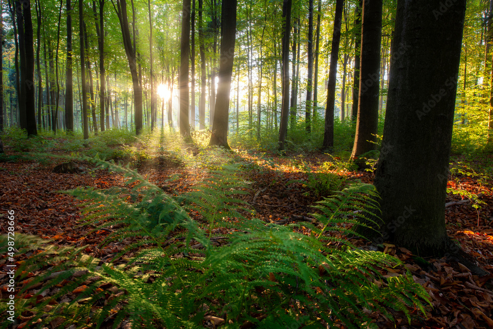 Naklejka premium Beautiful sunny morning in the green forest