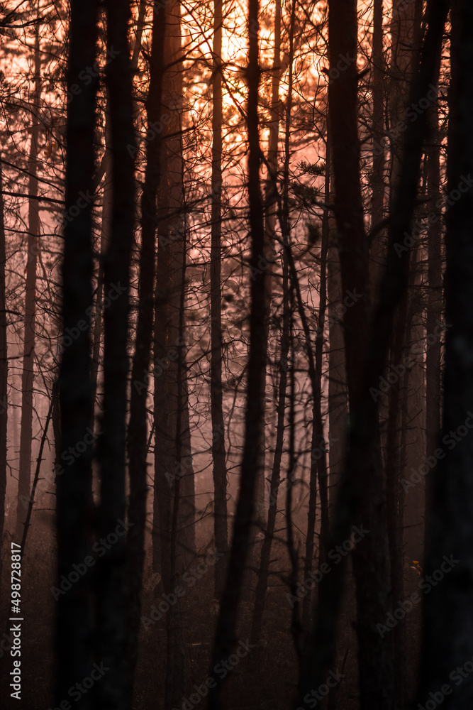 Obraz premium Beautiful sunrise with a red sun coming up through the fog and forest in the Great Kemeri Bog, near Jurmala, Latvia