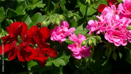 Rote und pinke Pelargonien bewegen sich im Wind (Nahaufnahme) photo