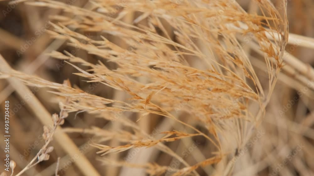 The Autumn cold wind blows on the dry grass and it sways The Autumn cold wind blows on the dry grass and it sways