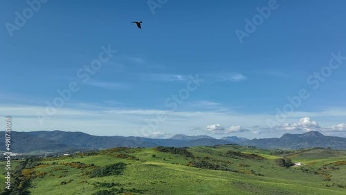 Majestic flight of booted eagle or Hieraaetus pennatus in slow-motion above andalusian landscape photo