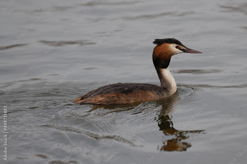 Great crested grebe searching for the next meal Great crested grebe searching for the next meal