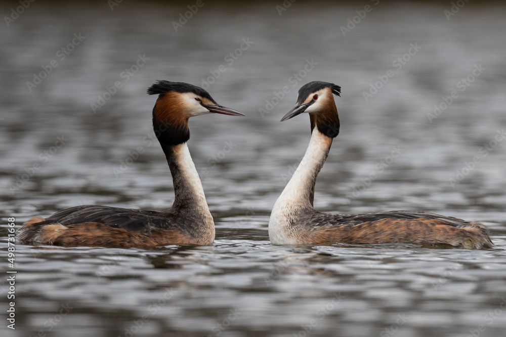 Pair of great crested grebes courting Pair of great crested grebes courting