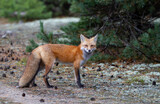 Red fox with a bushy tail walking in the forest in autumn in Algonquin Park, Canada 